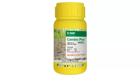 Thuốc cỏ Cambio Pro 460SL - Gia đình cỏ xe tăng